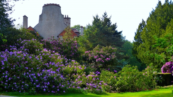Couleurs des rhododendrons